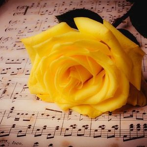 Meet your Posher, Bree